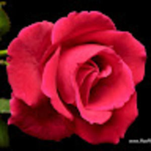 Meet your Posher, Rose